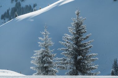 Verschneite Bäume vor majestätischen Bergen in der Region Hochkönig.  | © Hochkönig Tourismus GmbH