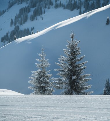 Verschneite Bäume vor majestätischen Bergen in der Region Hochkönig.  | © Hochkönig Tourismus GmbH