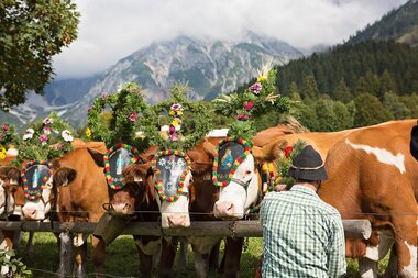 Festlicher Almabtrieb in Hochkönigs Bergen. Kühe mit Blumenschmuck vor majestätischer Kulisse. | © Hochkönig Tourismus GmbH